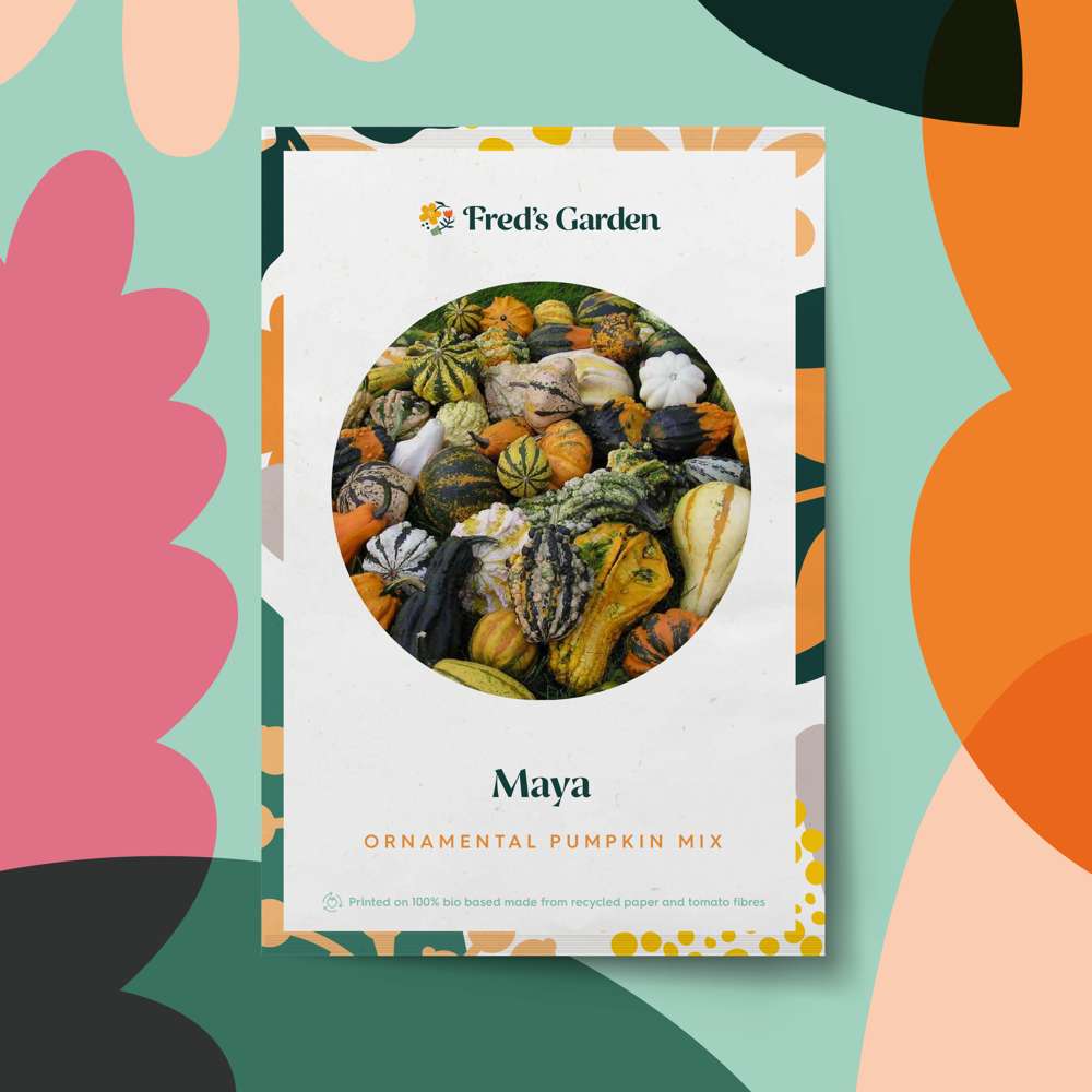 Dekorationspumpa 'Maya Mix' (frö)